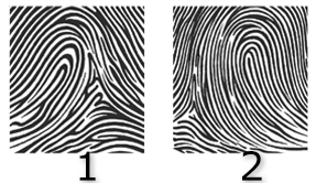 Fingerprint patterns 1 and 2