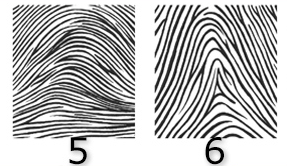 Fingerprint patterns 5 and 6